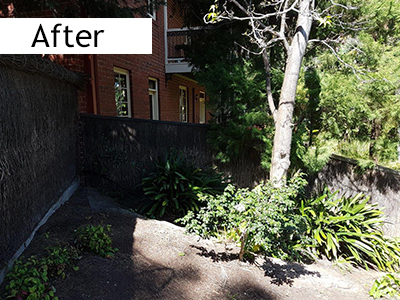 Adelaide brush fence repair