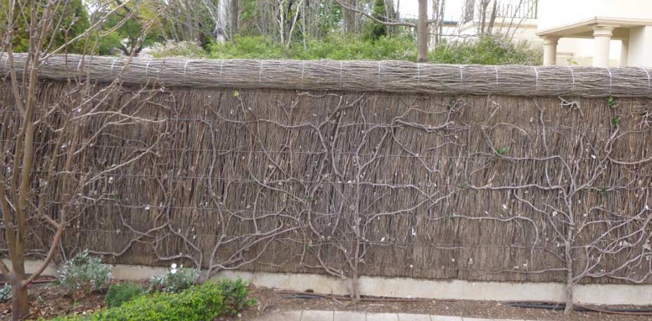 brush fence installation Adelaide